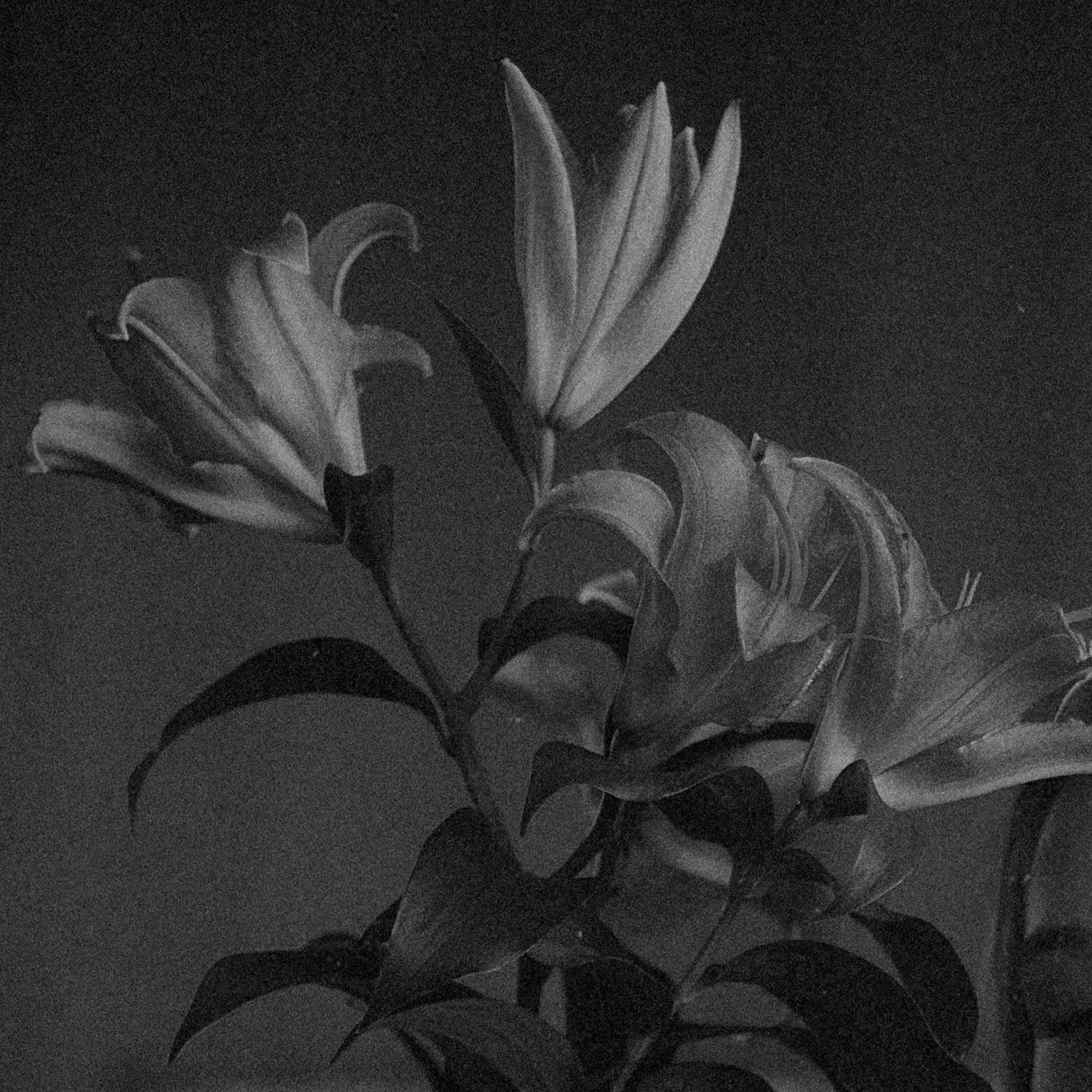 From My Lifeless Body, Flowers Will Grow artwork